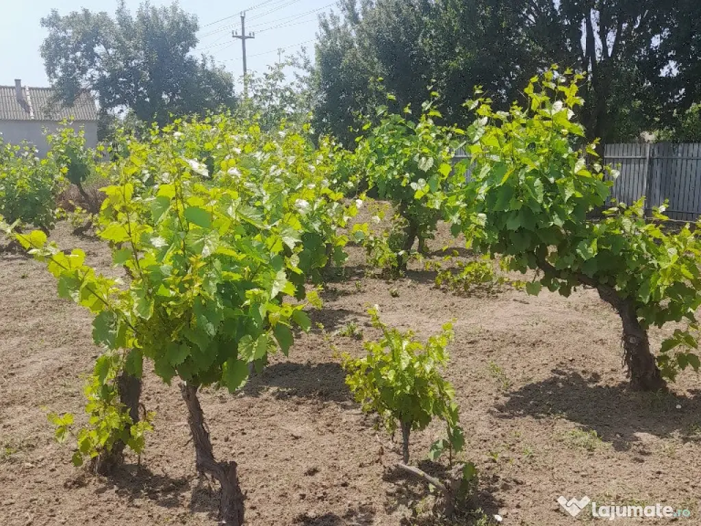 Casa bătrânesc de vânzare 