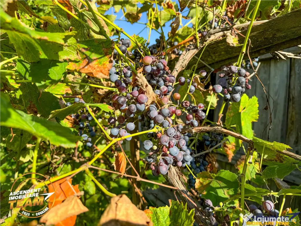 FILM! Proprietate traditionala,de poveste,cu 3.000 mp teren 