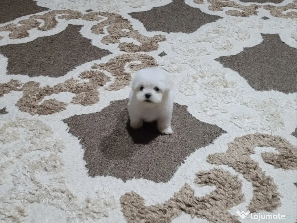 Bichon maltez toy 