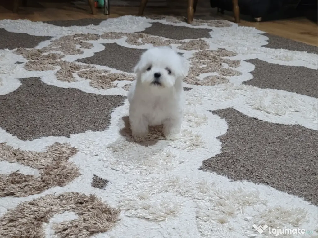 Bichon maltez toy 