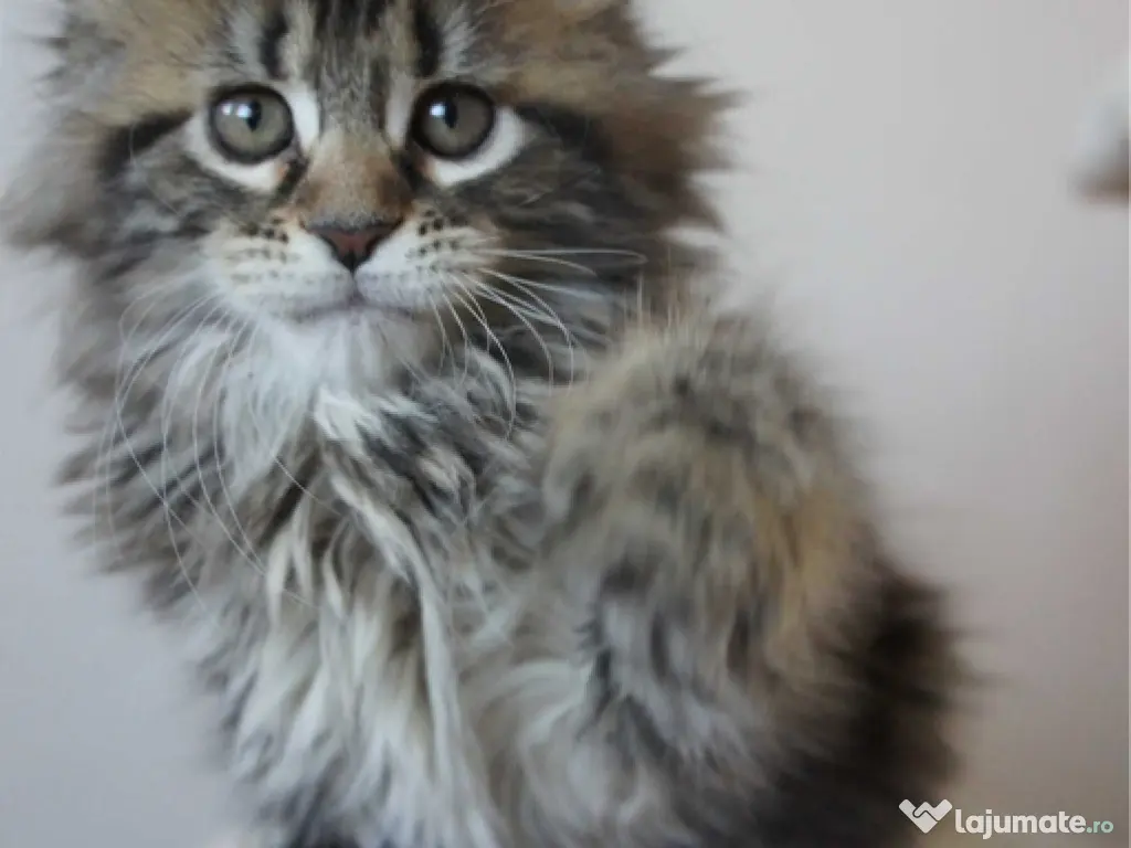 Maine coon pisoiași 