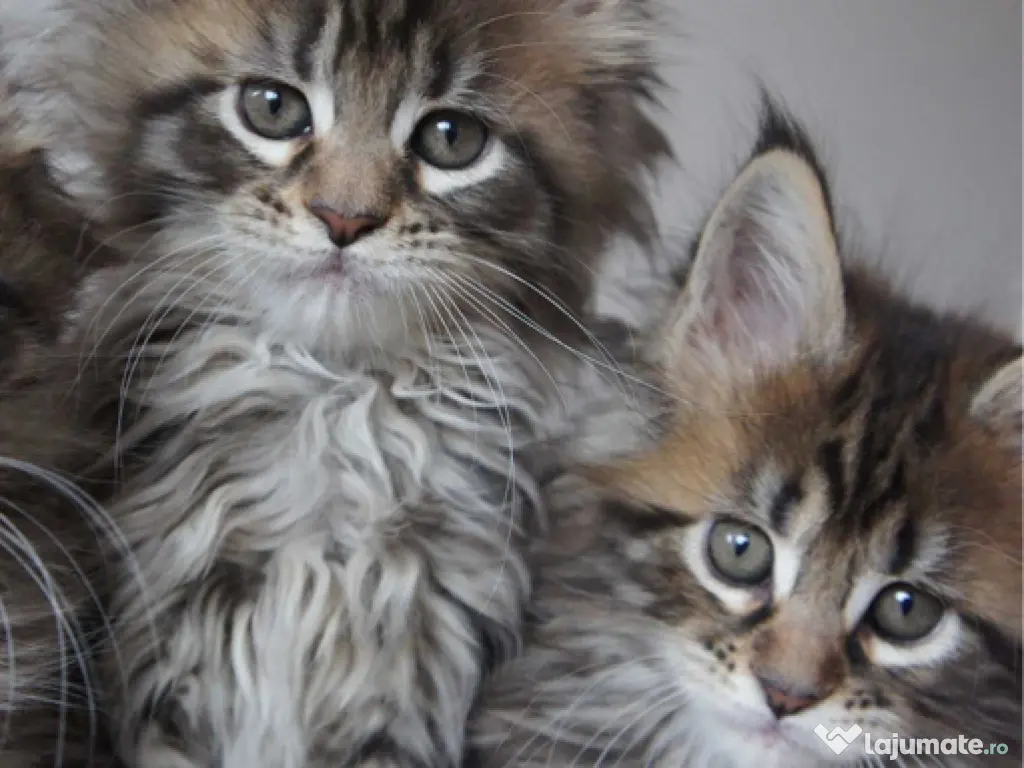 Maine coon pisoiași 