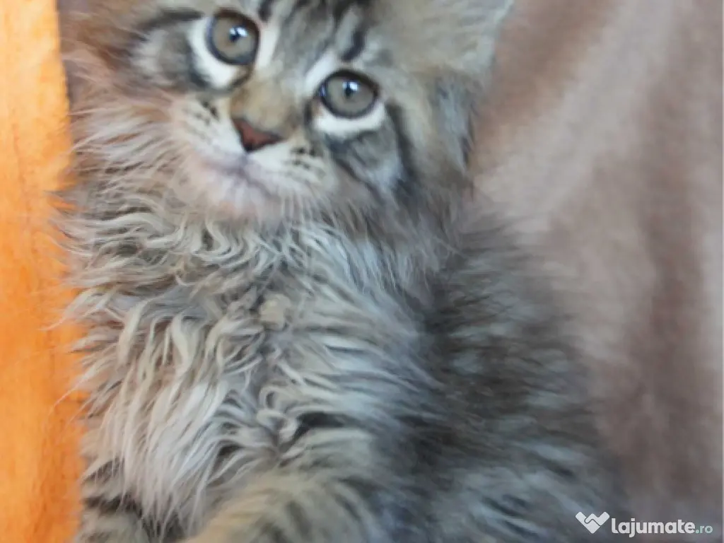 Maine coon pisoiași 