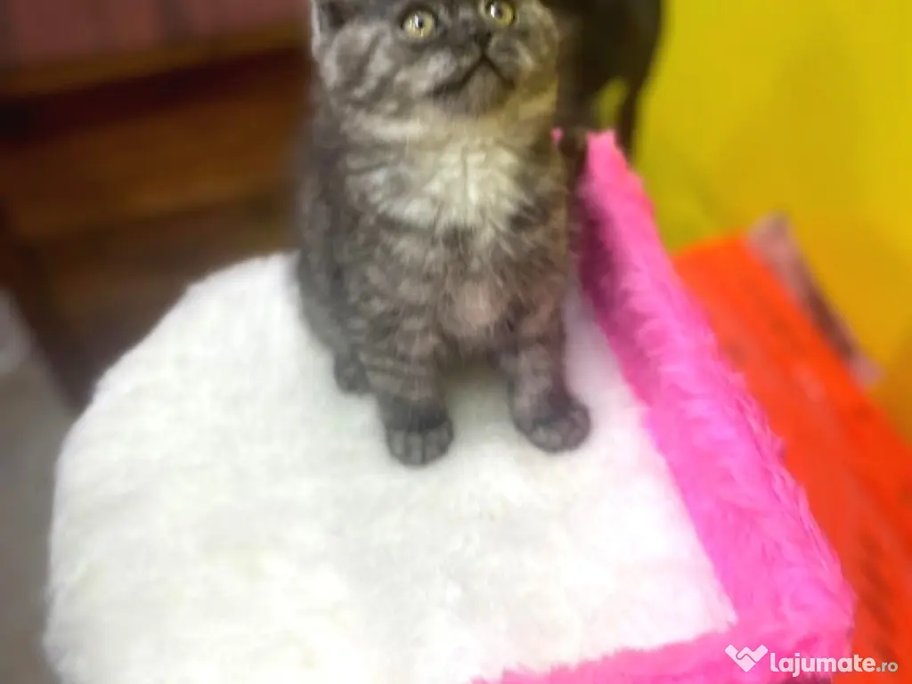 British shorthair băieței și fetițe 