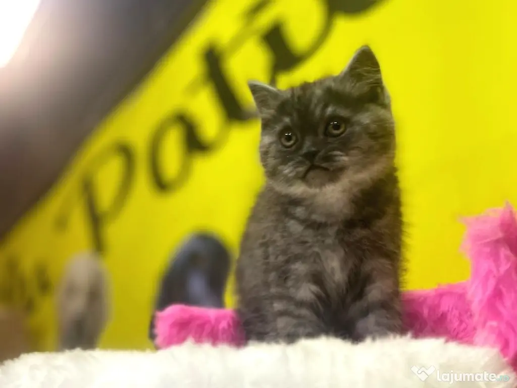 British shorthair băieței și fetițe 
