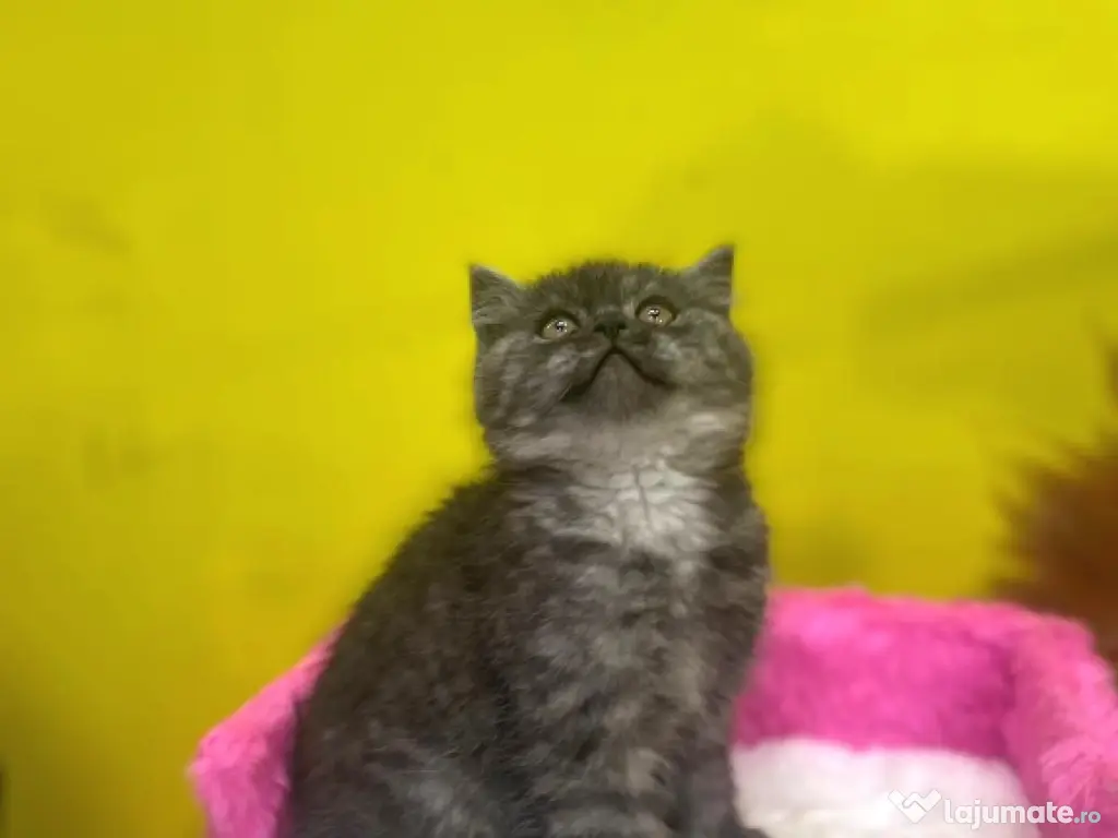 British shorthair băieței și fetițe 