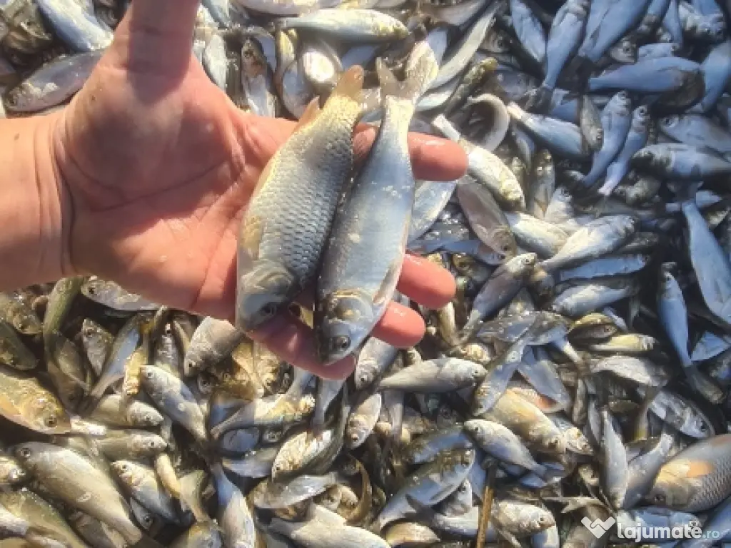 Puiet de peste pt populare iaz helesteu lac balta 