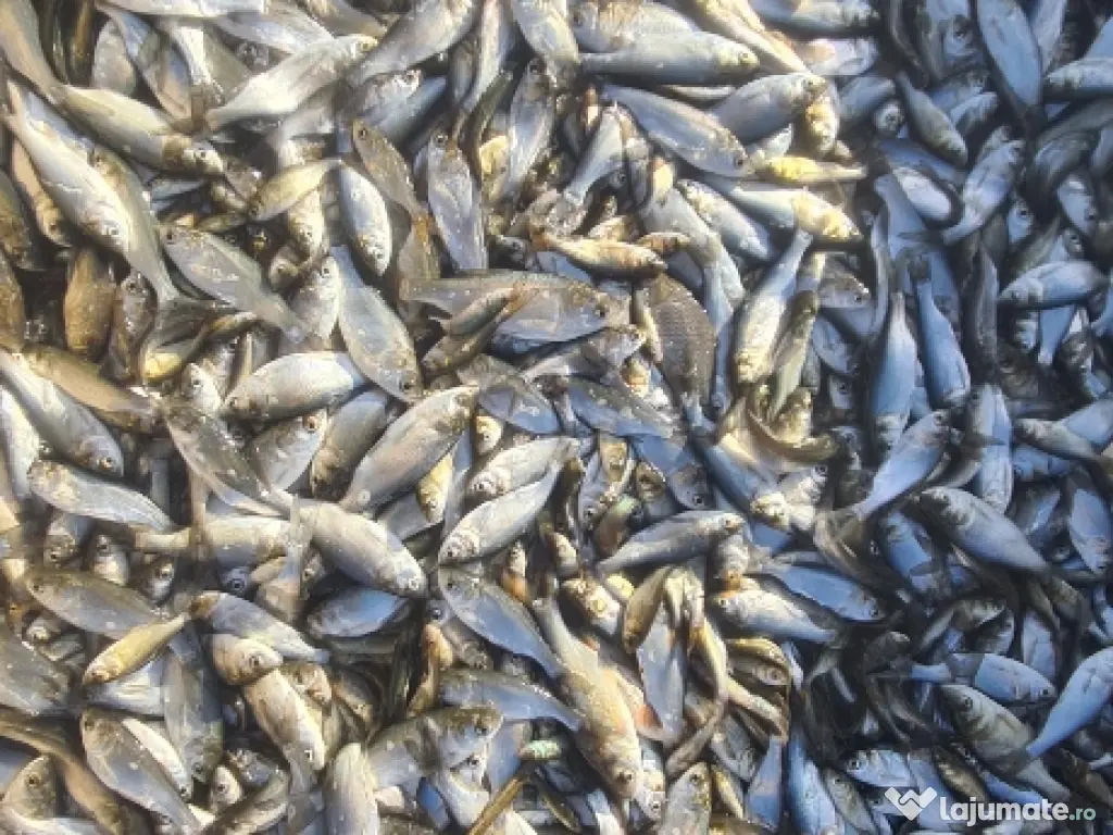 Puiet de peste pt populare iaz helesteu lac balta 