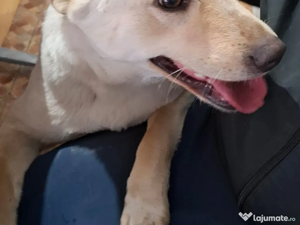 Donez catelusa 10 luni, sterilizata, talie medie 