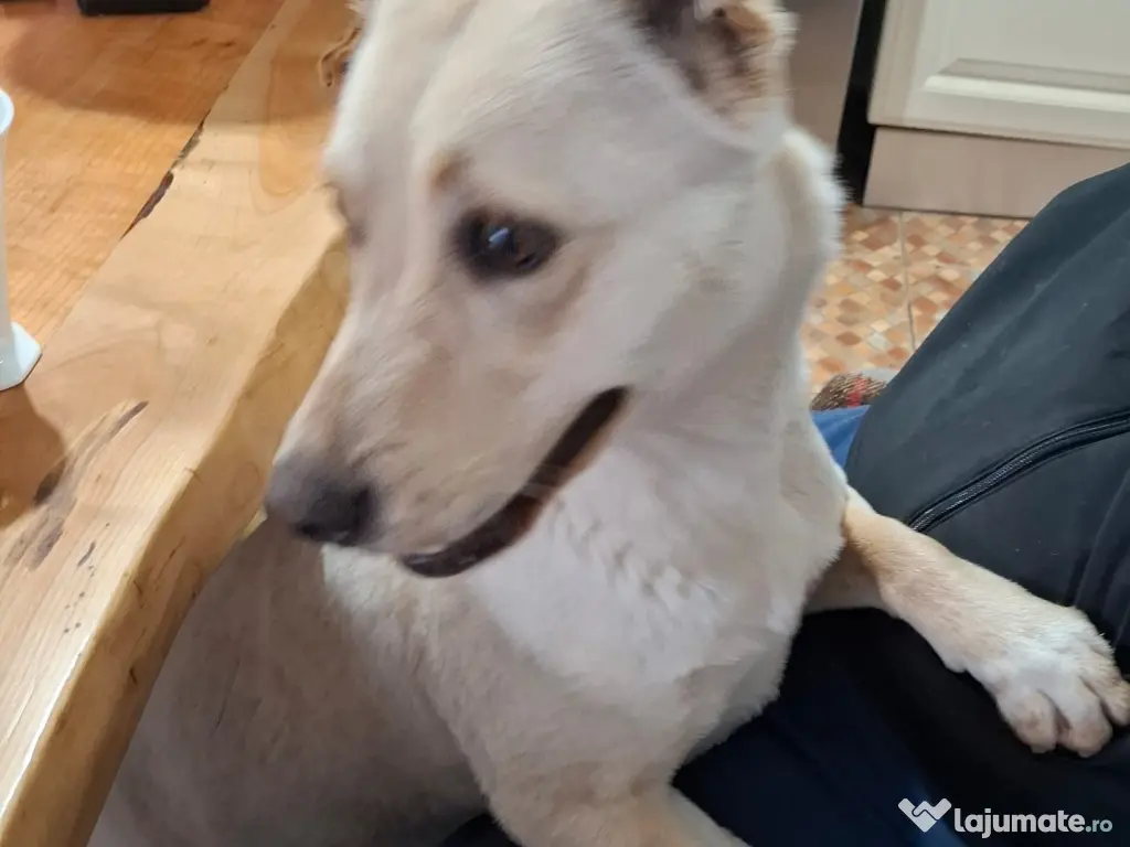 Donez catelusa 10 luni, sterilizata, talie medie 