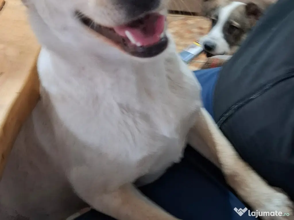 Donez catelusa 10 luni, sterilizata, talie medie 