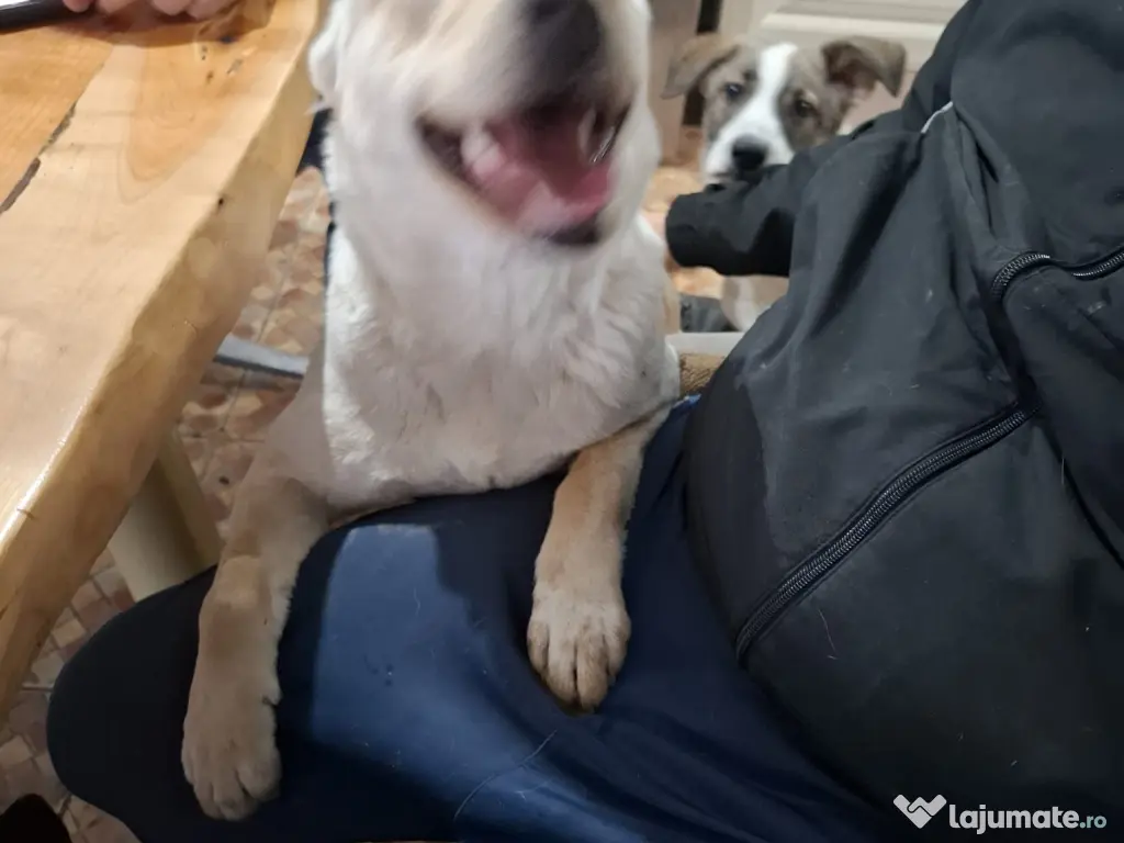 Donez catelusa 10 luni, sterilizata, talie medie 