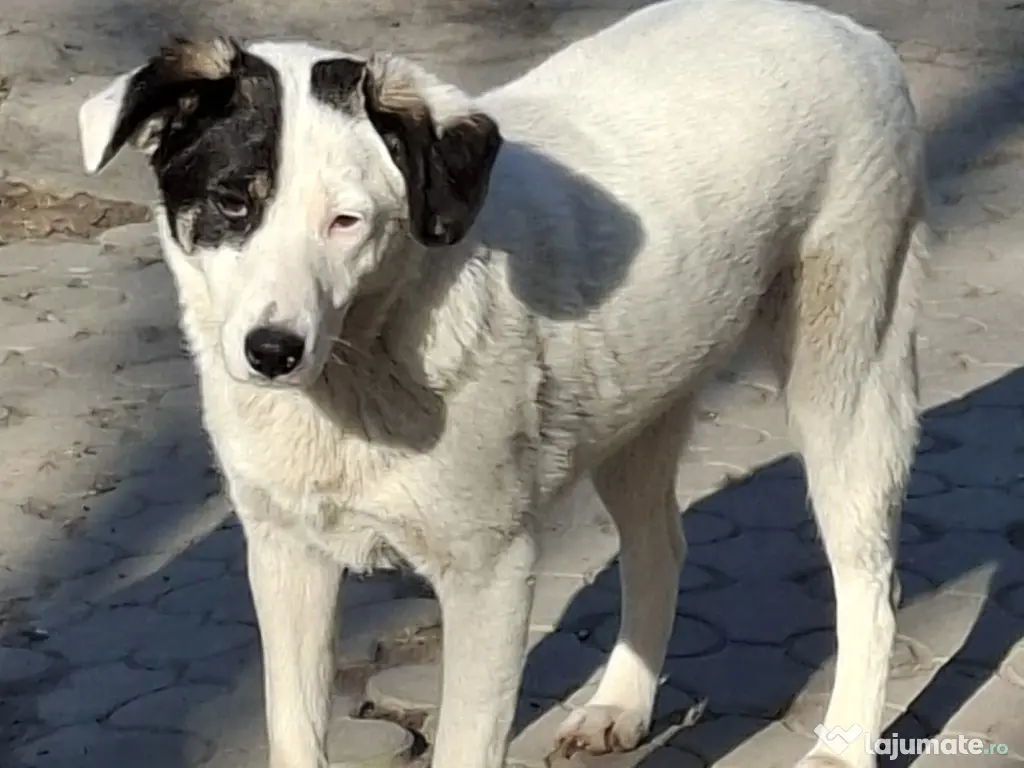 Donez catelusa 8 luni, sterilizata, talie medie 