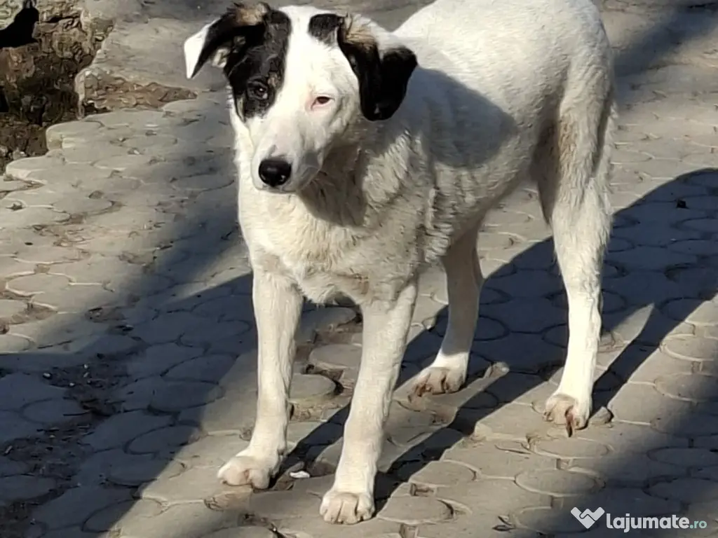 Donez catelusa 8 luni, sterilizata, talie medie 