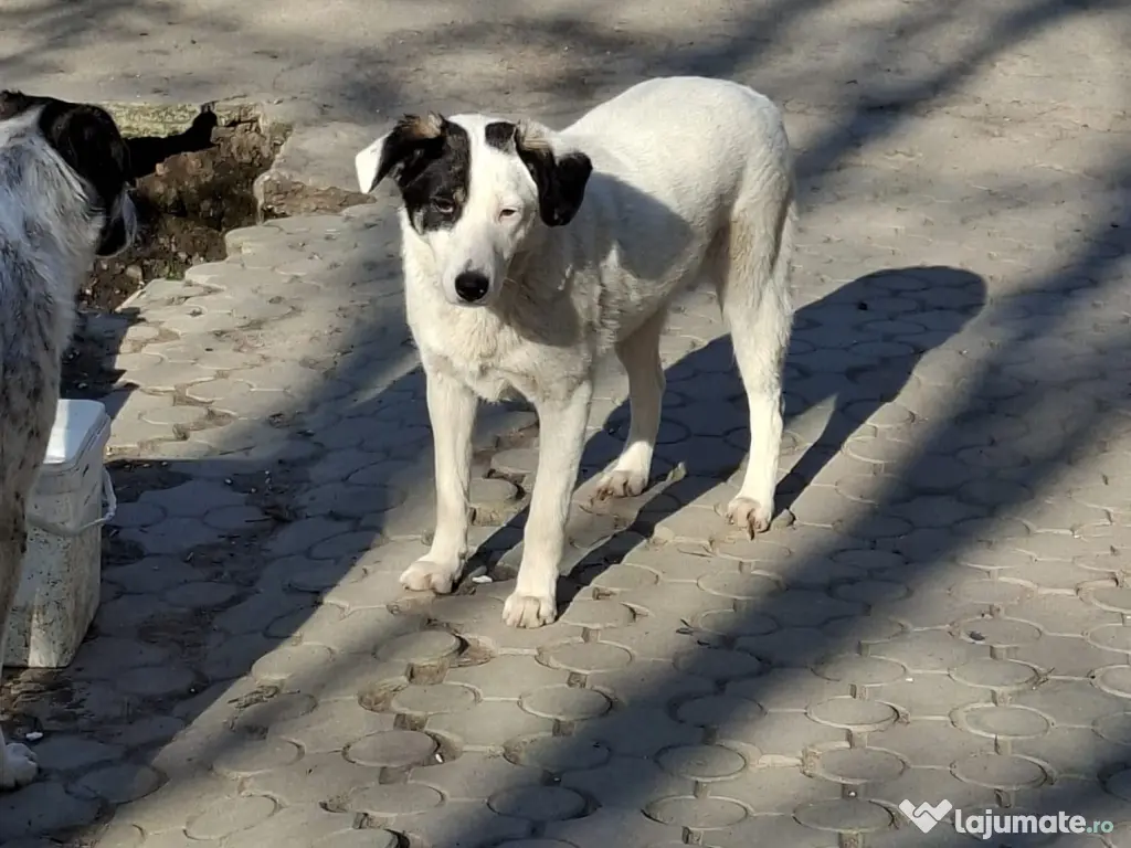 Donez catelusa 8 luni, sterilizata, talie medie 