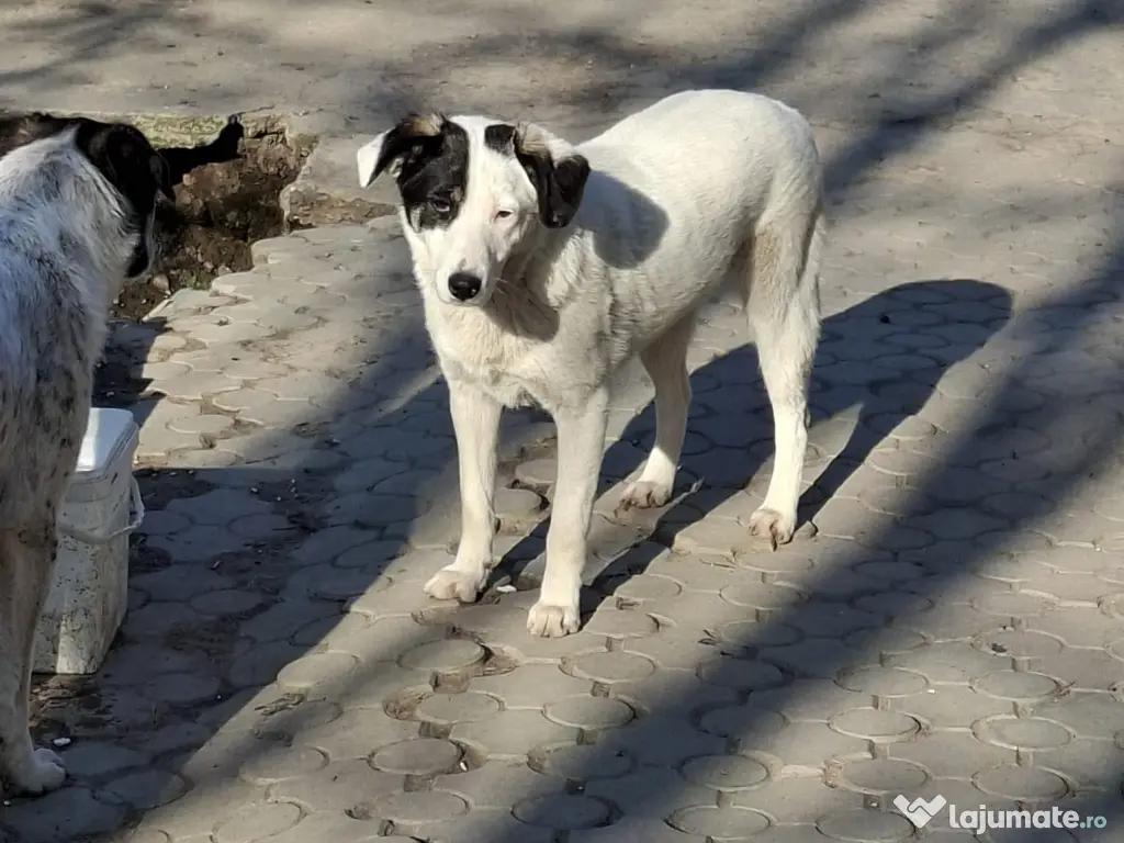 Donez catelusa 8 luni, sterilizata, talie medie 