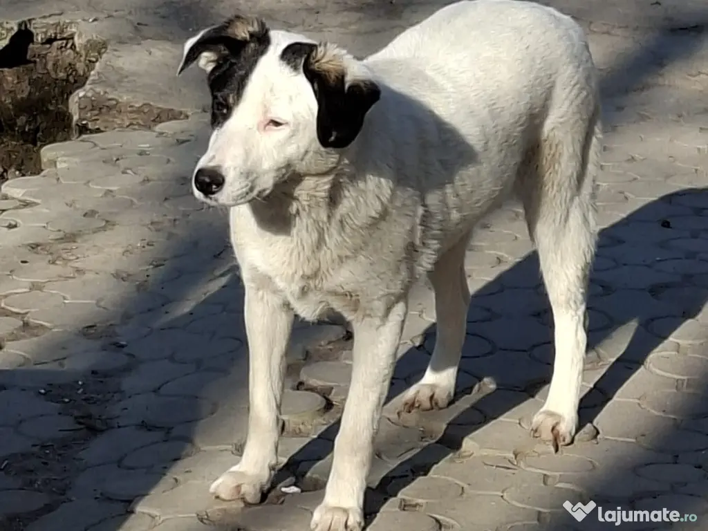 Donez catelusa 8 luni, sterilizata, talie medie 