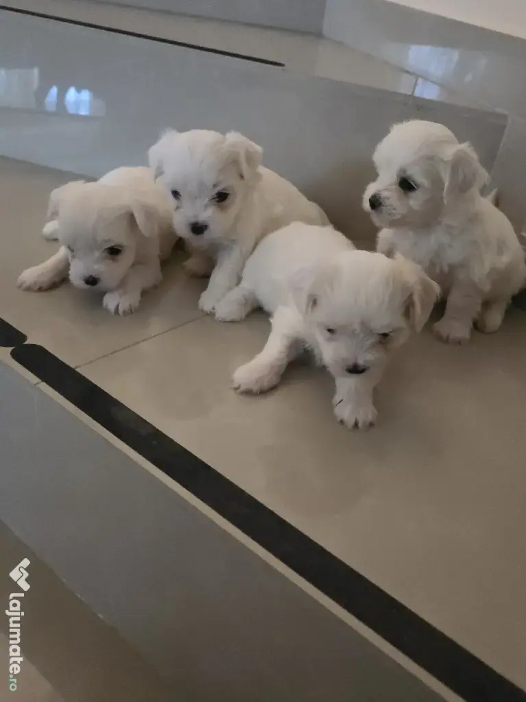Pui Bichon Maltez – 1 fetiță și 3 băieței disponibili 