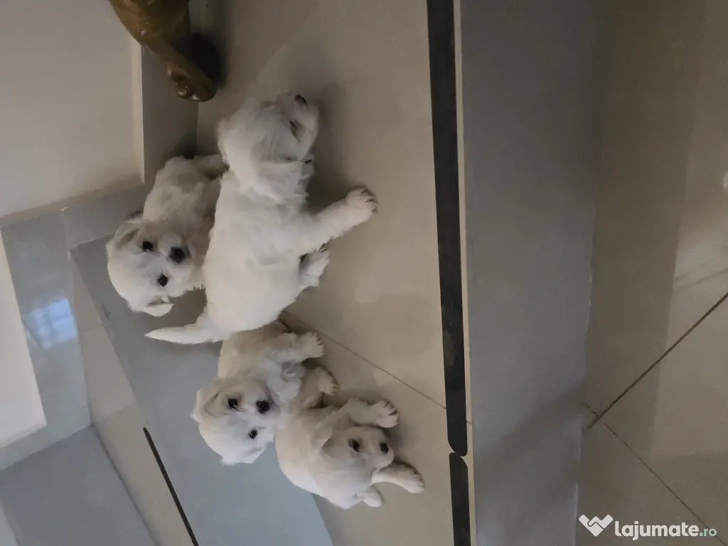 Pui Bichon Maltez – 1 fetiță și 3 băieței disponibili 