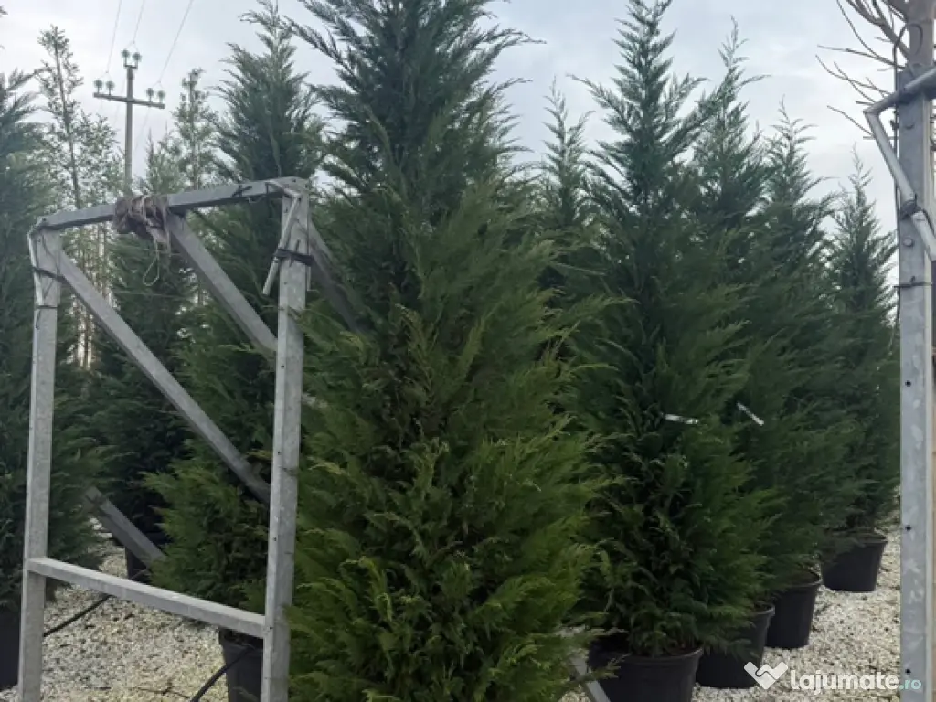 Leylandii chiparos verde veșnic creștere rapida 