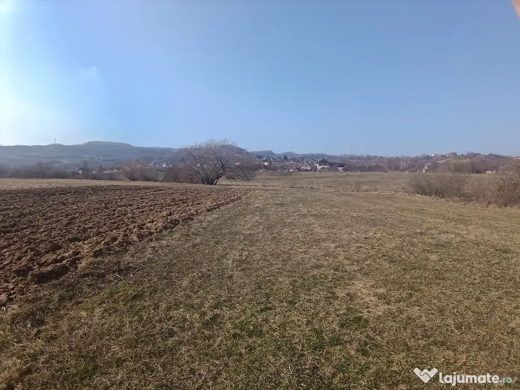 Remetea Chioarului, 29 ari teren 