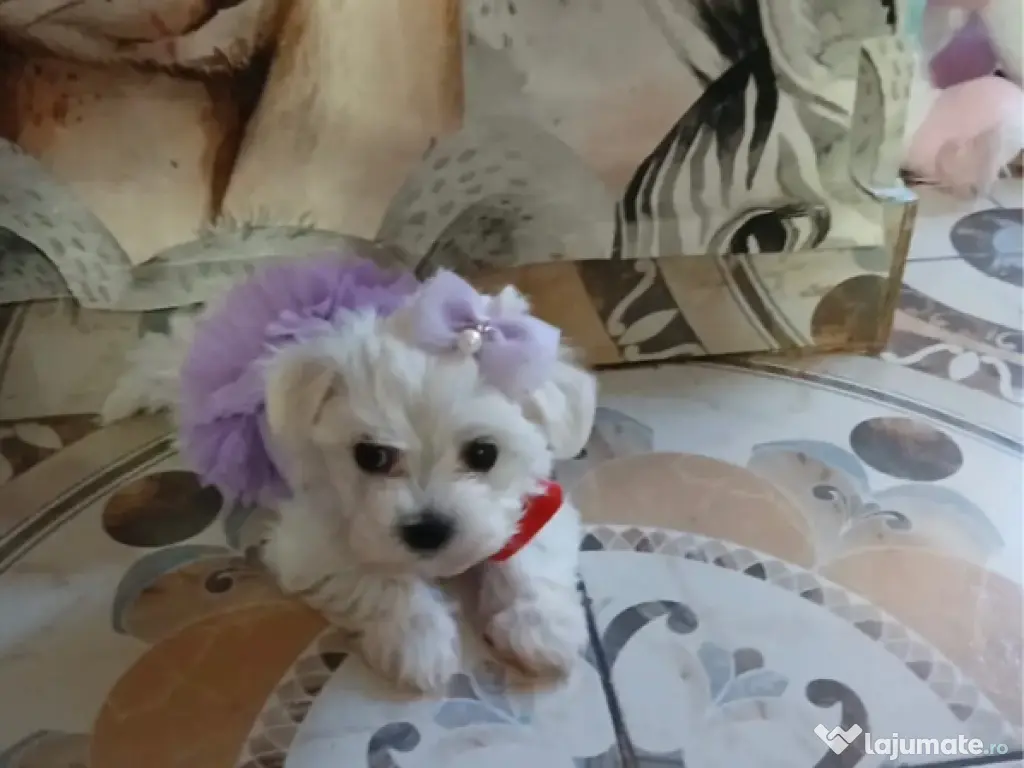 Bichon maltez alb femela 