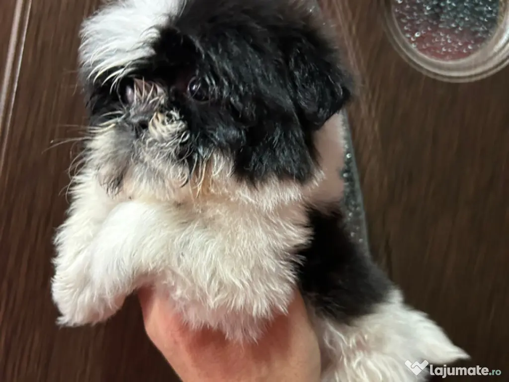 Shihtzuu femela 2 luni 