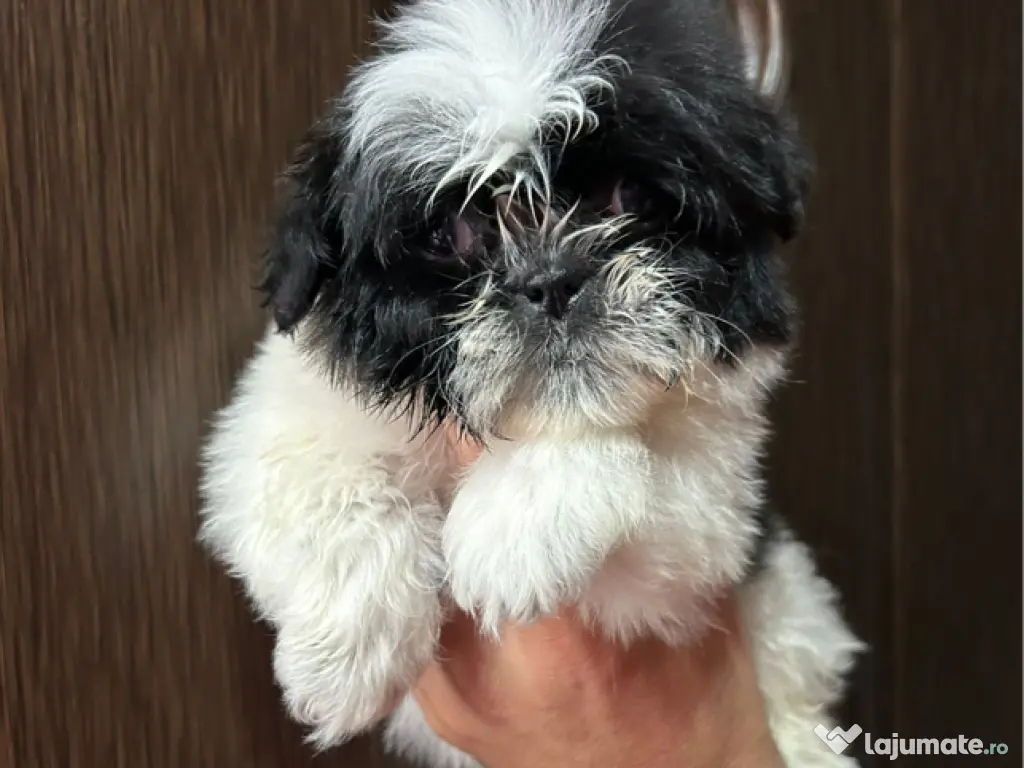 Shihtzuu femela 2 luni 