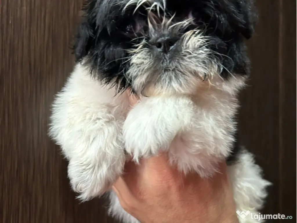 Shihtzuu femela 2 luni 