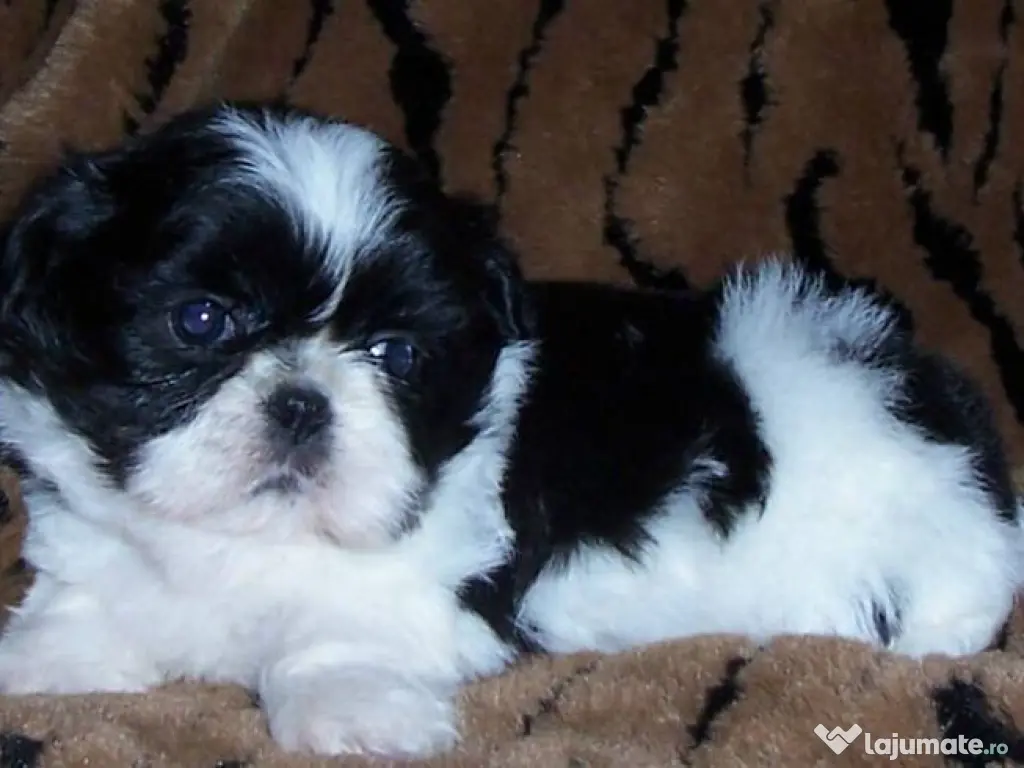 Catelusa shihtzu 2 luni vaccinata 