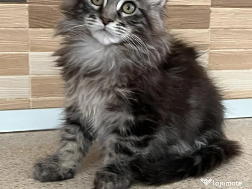 Maine coon 