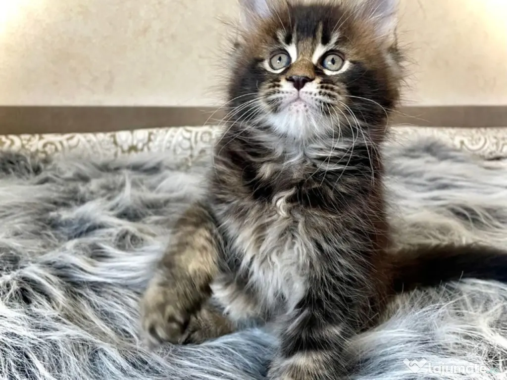 Maine coon 
