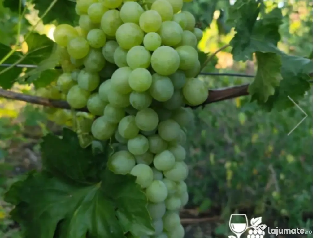 Butași viță de vie