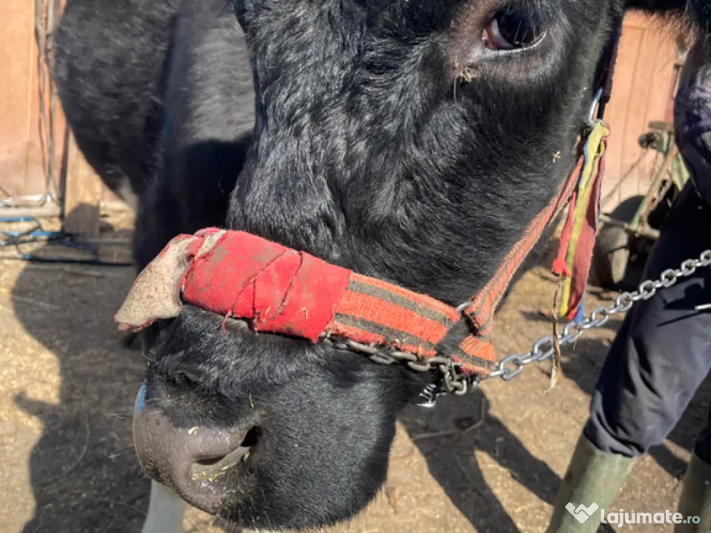 Vaca 4 ani gestantă în 6 luni