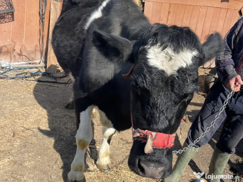 Vaca 4 ani gestantă în 6 luni