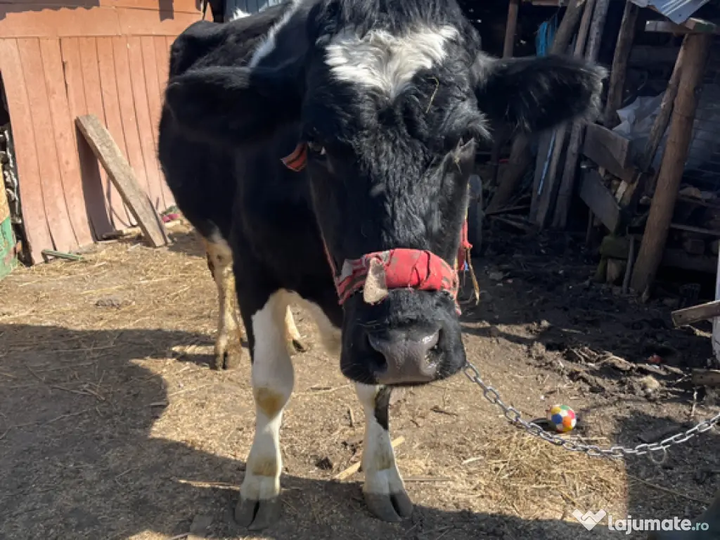 Vaca 4 ani gestantă în 6 luni