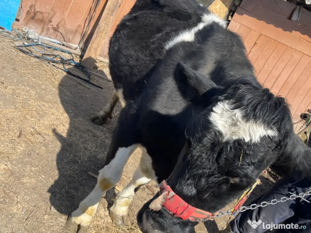 Vaca 4 ani gestantă în 6 luni