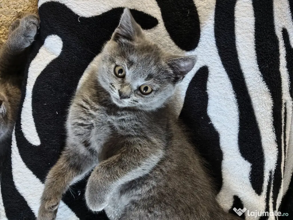 Pisicuta british shorthair