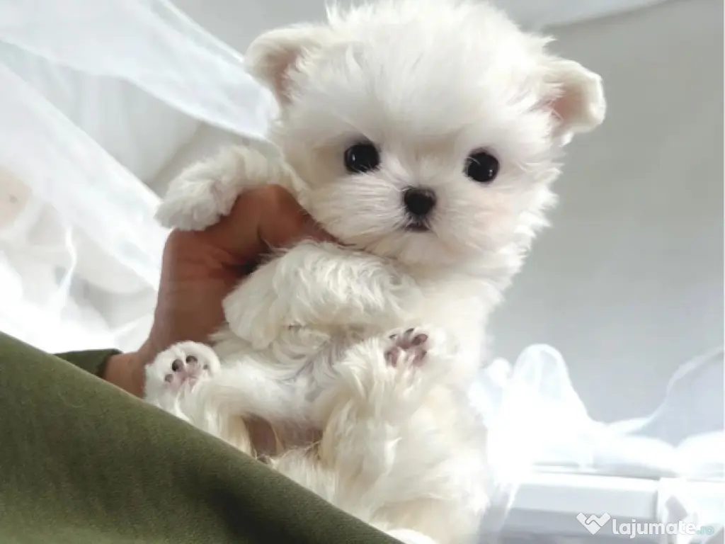 Pui Bichon Maltez Mini Toy