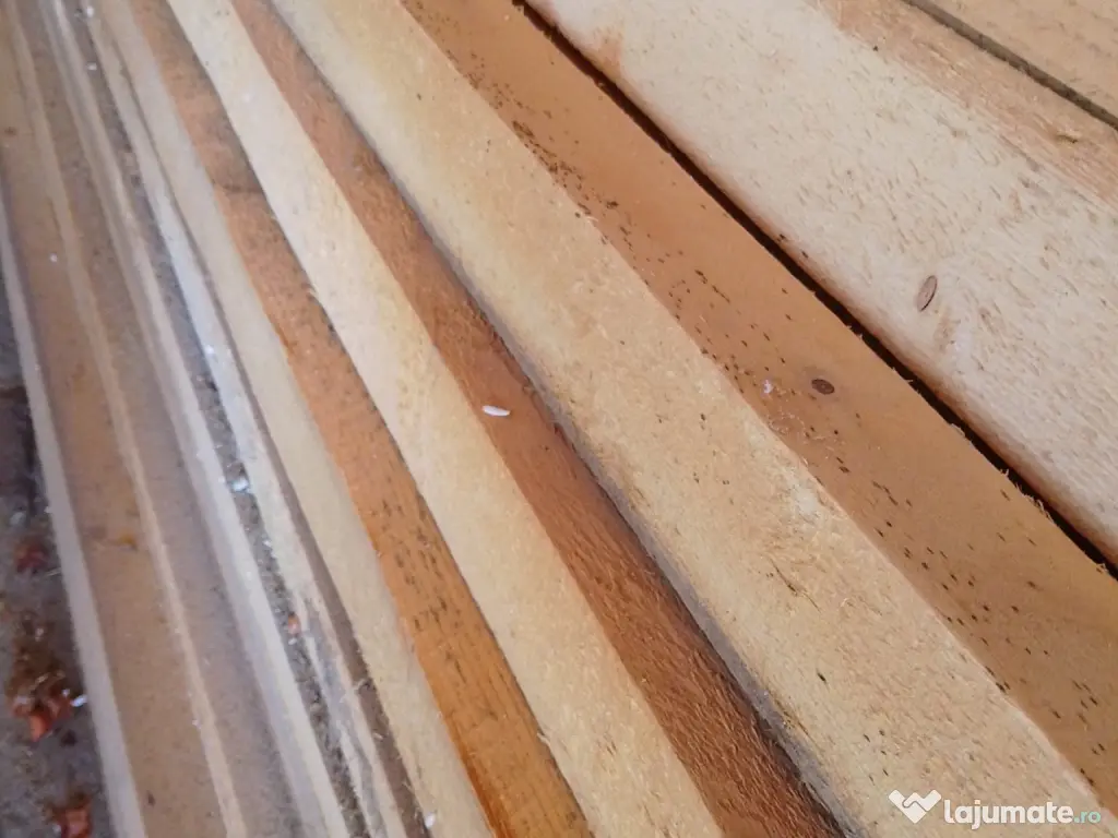 Cusaci (capriori), uscati de calitate exceptionala, lungime 4ml 