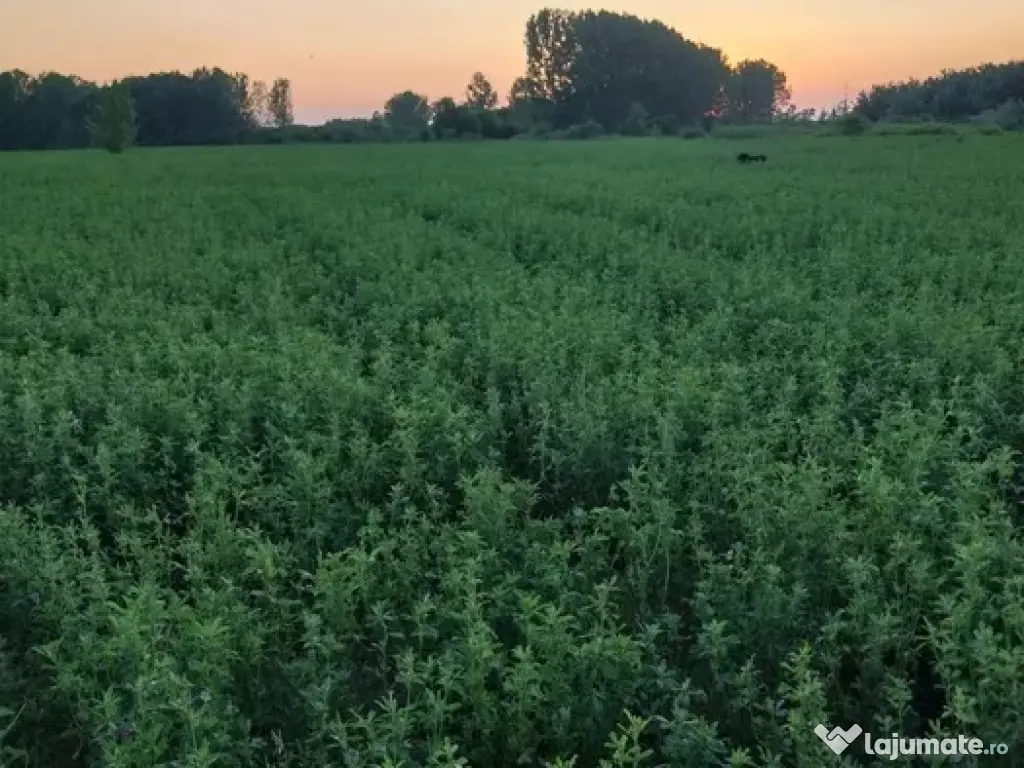 Vand baloti de lucerna Olt