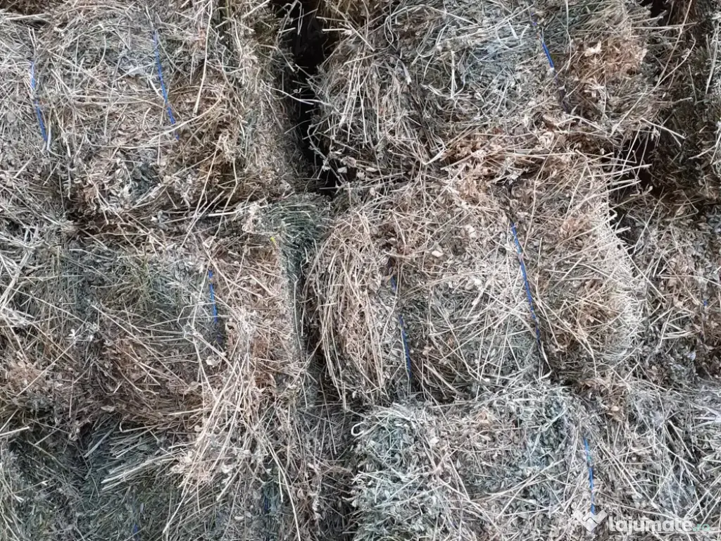 Vand baloti de lucerna Olt 