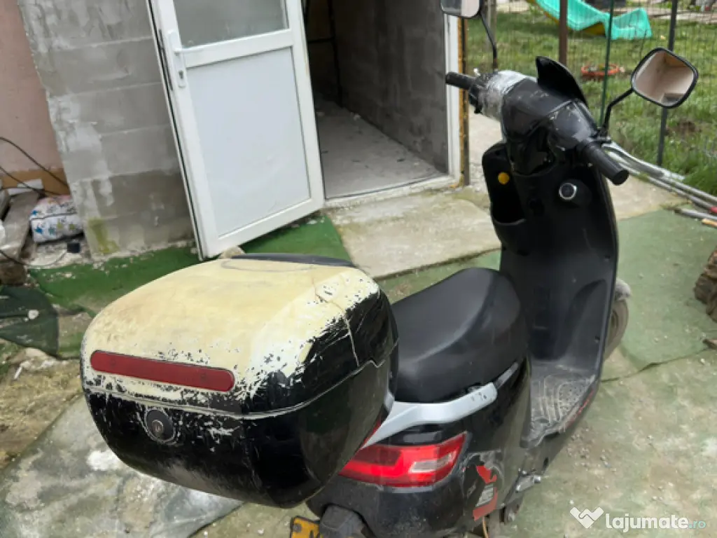 Bichon maltez alb 2 luni 