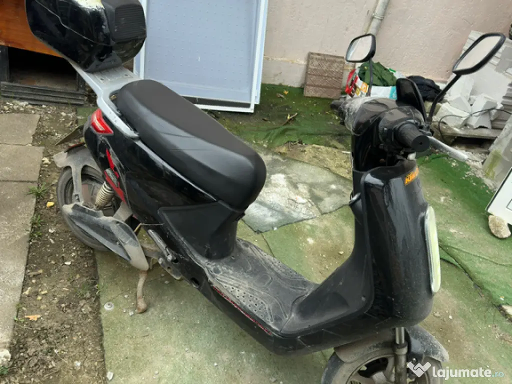 Bichon maltez alb 2 luni 