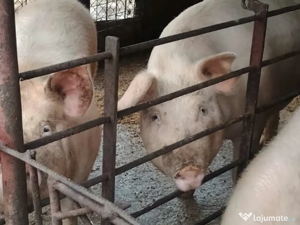 Vanzari porci din gospodarie 