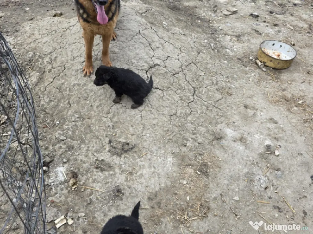 Câine ciobănesc german 