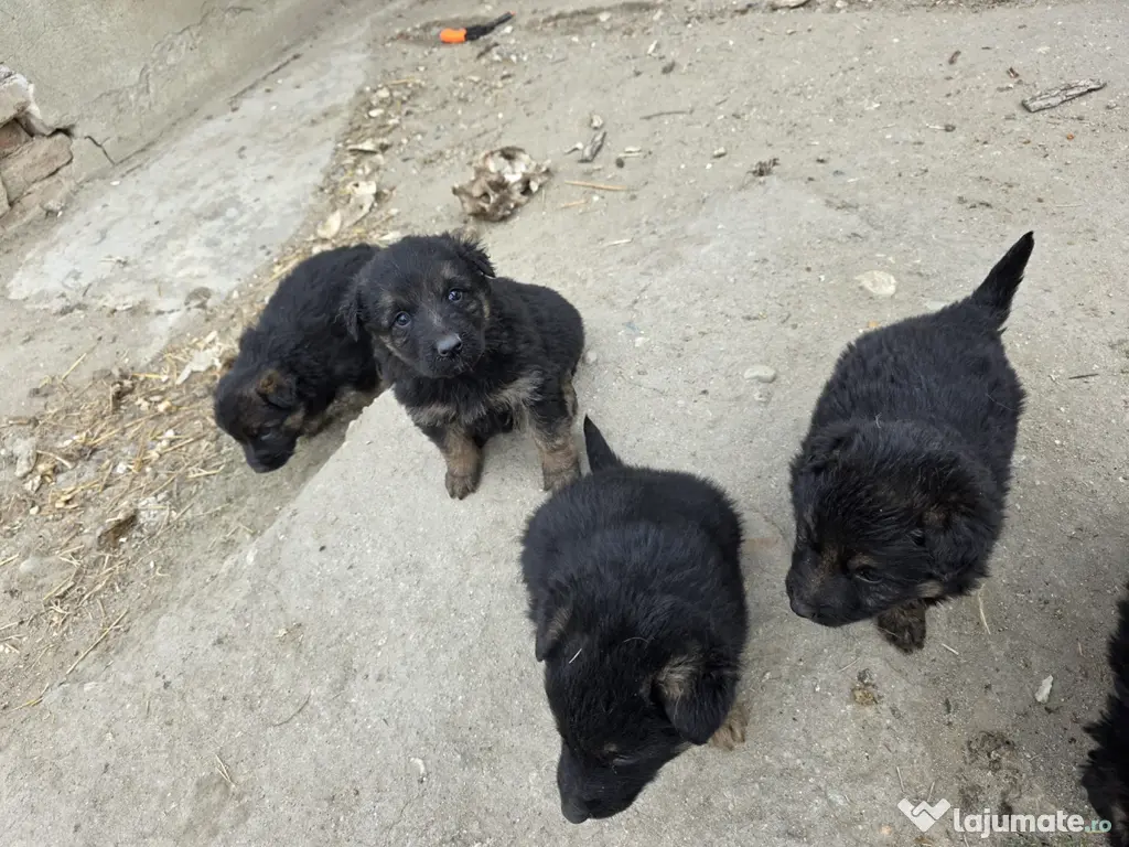 Câine ciobănesc german 