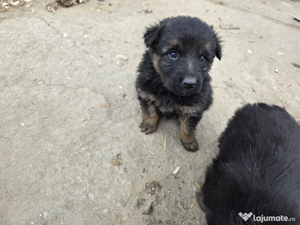 Câine ciobănesc german 