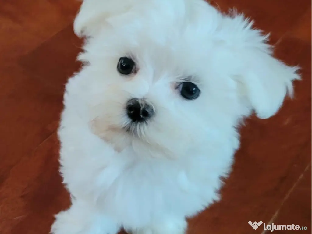 Bichon maltez mini toy 