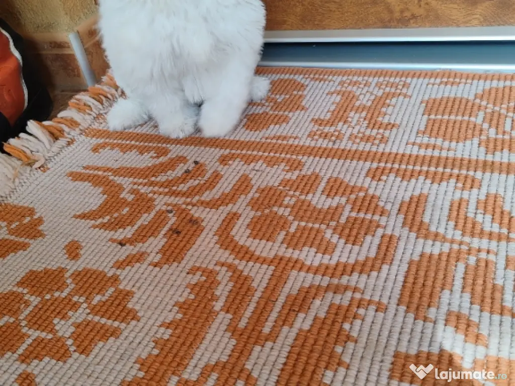 Pui Bichon maltez femelă 